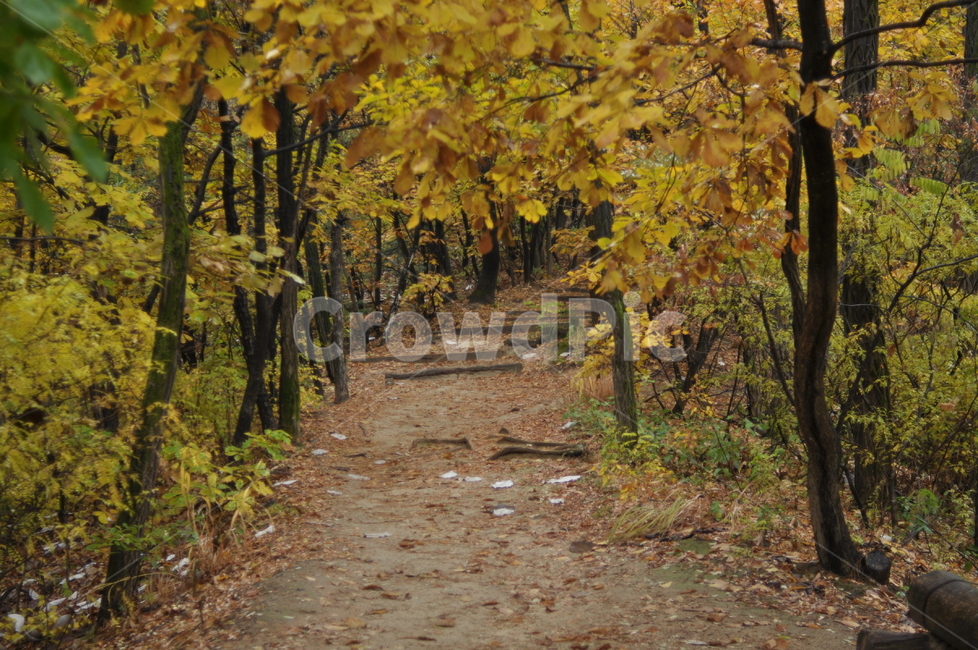 가을,나무,가을풍경,풍경,단풍,낙엽,가을,계절,fall,autumn,season,자연,풍경,nature,landscape,leaf,잎,plant,식물,tree