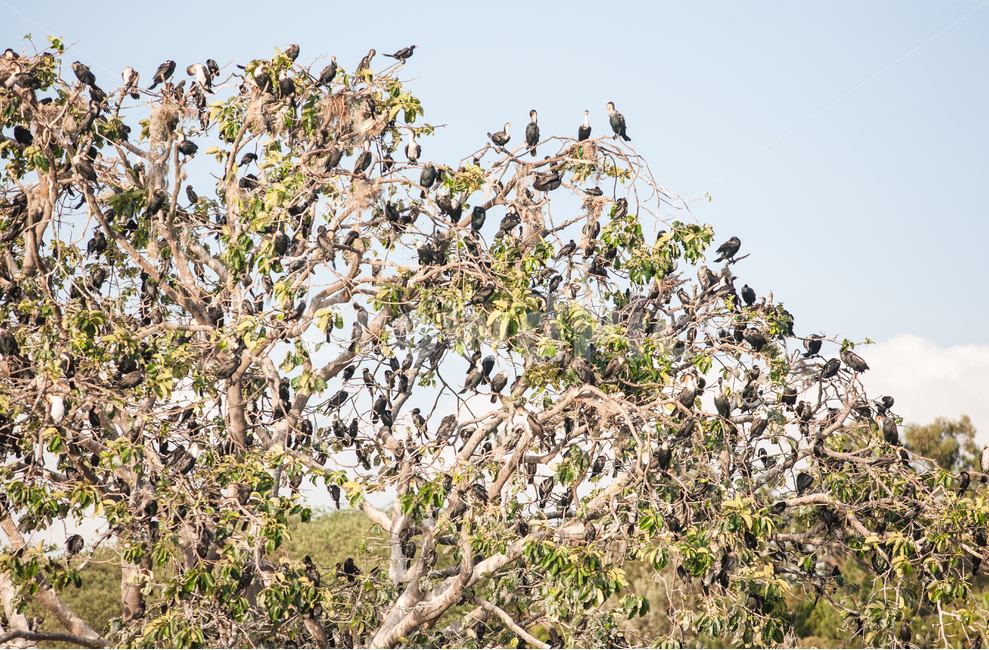 safari,Africa,bird,tree,uganda