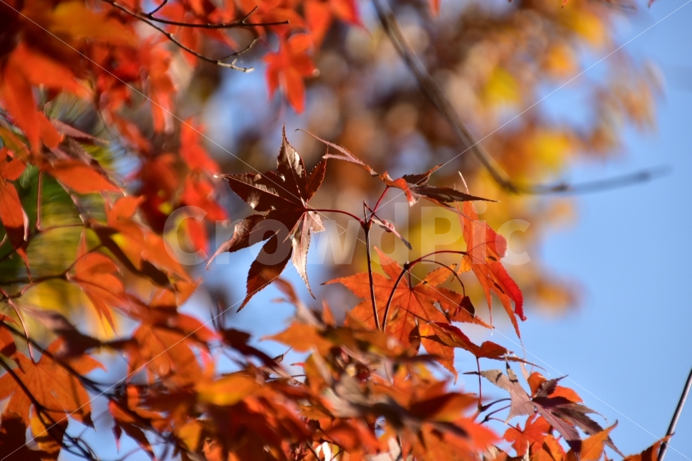 가을,단풍,단풍잎,마른단풍,산청단풍잎,가을,계절,fall,autumn,season,식물,자연,plants,nature,leaf,잎,plant,tree,나무