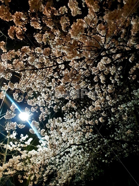 빛,light,밤,저녁,벚꽃,꽃,blossom,식물,plant,봄