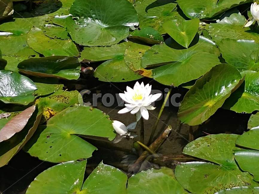 연못,호수,호숫가,정원,공원,개울,식물,수중식물,연꽃,초록,lake,plant,garden,gardenning,gardenpark,park,aquaticplant,salotus,flower
