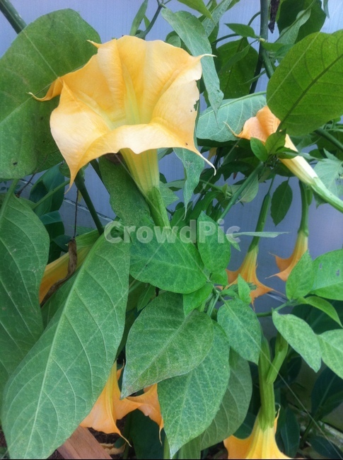 plant,flower,천사의나팔,angelstrumpet,노란꽃,acanthaceae