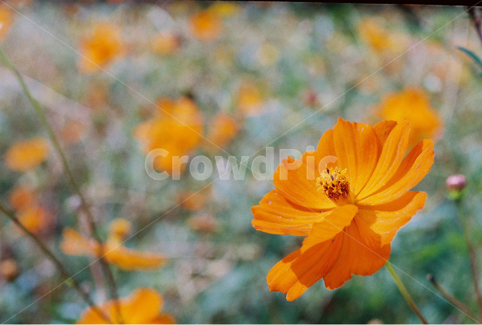flower outing,fall flowers,Anyang Stream,yellow cosmos,autumn
