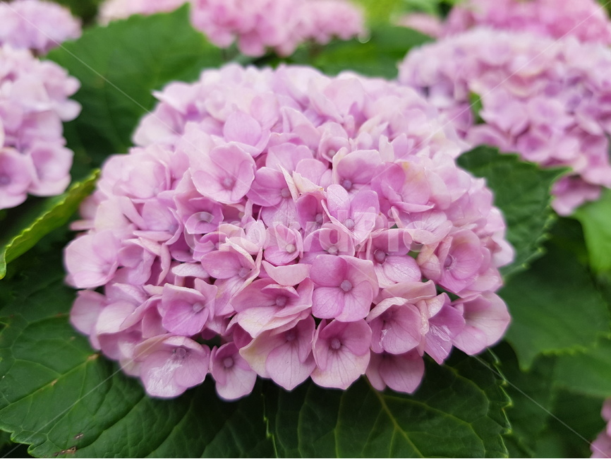 hydrangea,수국,여름꽃,꽃,핑크수국,녹색,연보라,자색,공원,꽃길,식물,식물,자연,plants,nature,꽃,flower