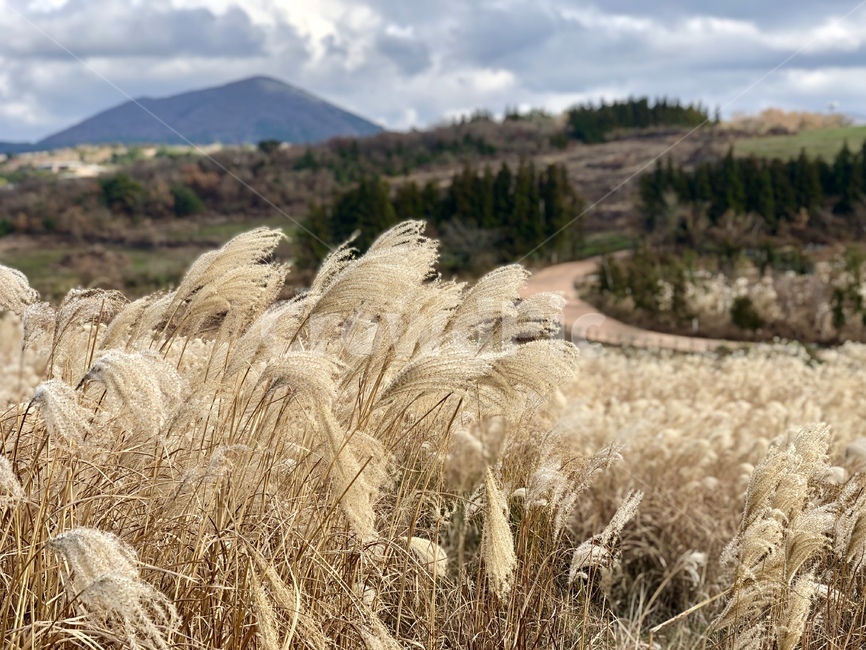 한국랜드마크,제주도,제주도오름,새별오름,억새,landscape,nature,하늘,산,풍경,언덕,제주,jeju,jejudo,korea,제주억새,제주도억새,가을,계절,fall,autumn,season,grass,잔디,plant,식물