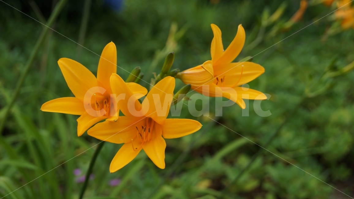 각시원추리,꽃,꽃사진,야생화,거제도,식물,자연,plants,nature,꽃,flower