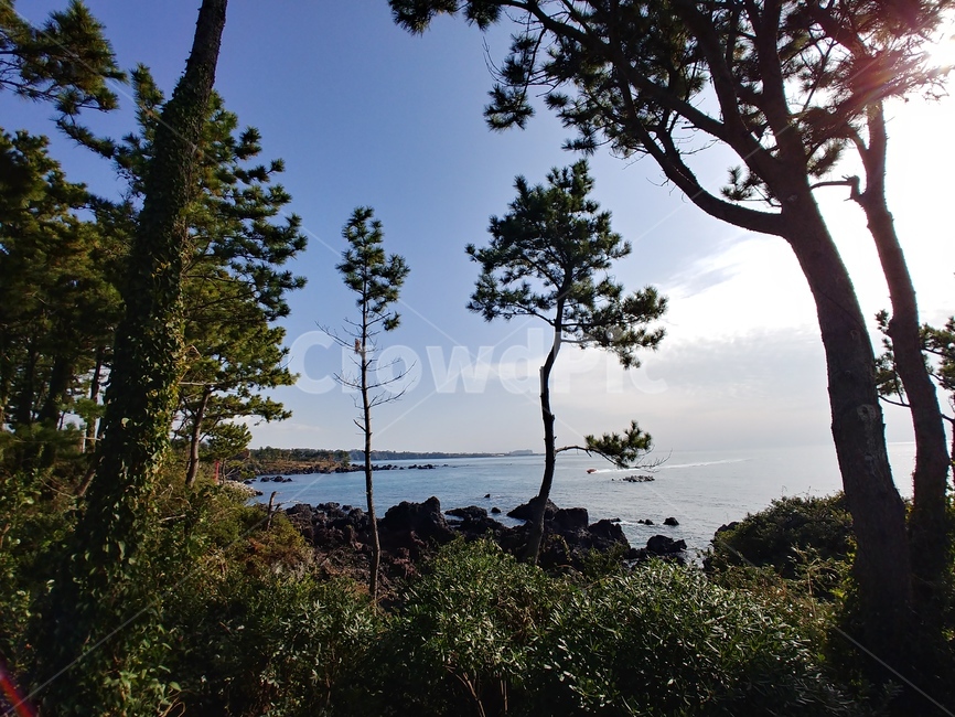 남해바다,소나무,겨울,힐링,휴가,제주도,바다,자연,풍경,nature,landscape,tree,나무,plant,식물,vegetation,초목