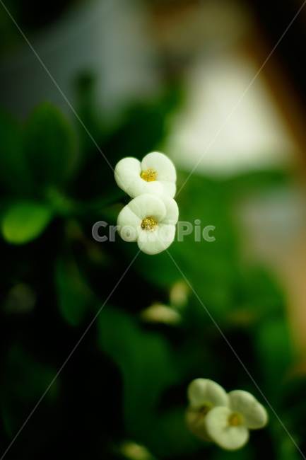plant,식물,flower,꽃,꽃기린,기린꽃,다육이,다육식물,흰꽃,whiteflower,식물,자연,plants,nature,꽃,flower