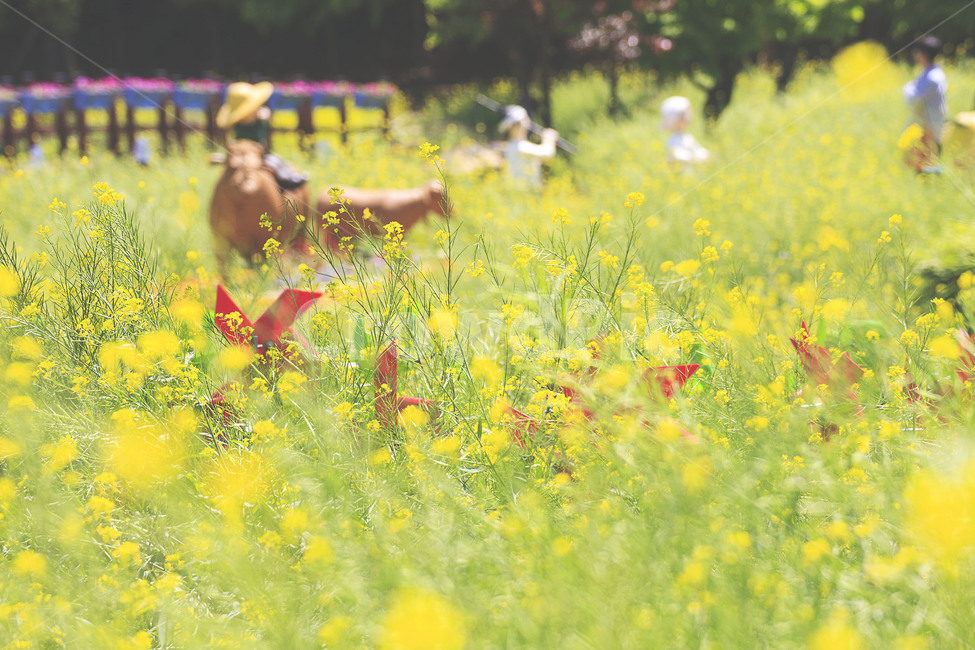 인천,부평,가족공원,봄,spring,꽃,flower,유채꽃,rapeflower,풍경,landscape,봄,계절,spring,season,식물,자연,plants,nature,꽃,flower,outdoors,옥외,grassland,목초지,field,들,farm,농장,rural,농촌,meadow