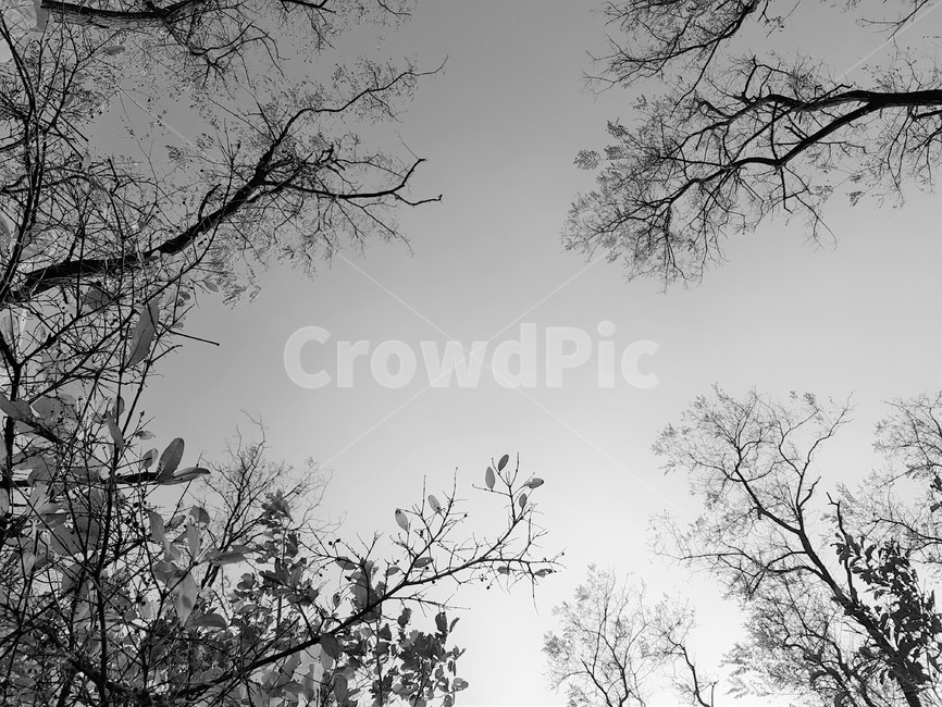 풍경,자연,나무,흑백사진,view,흑백,모노톤,monochrome,black and white
