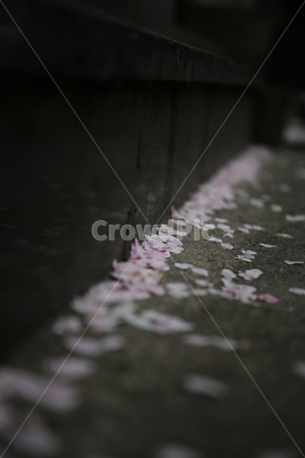 벚꽃,떨어진꽃잎,벚꽃잎,봄,식물,봄,계절,spring,season