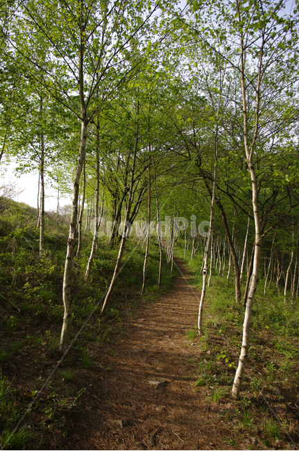 자작나무,나무,숲,식물,길,자연,풍경,nature,landscape,plant,tree,path,통로