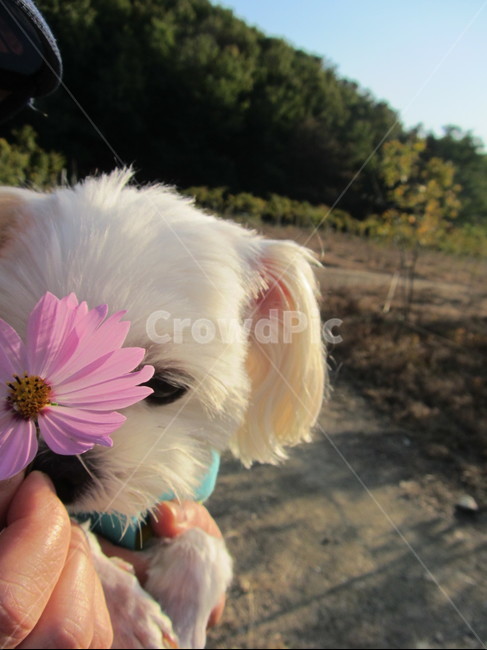 강아지,산책,코스모스,애견,반려견,동물,animal,포유류,mammal,개,강아지,dog,doggy