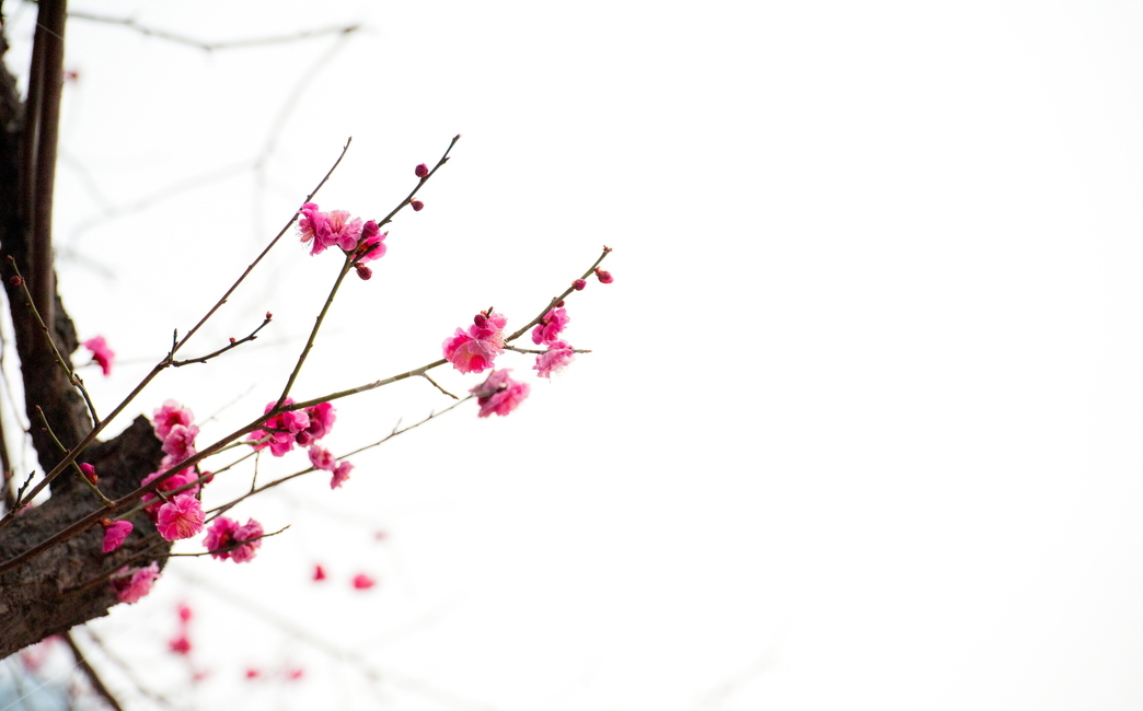 홍매화,봄,꽃,화목,회춘,매화,봄,계절,spring,season,식물,자연,plants,nature,꽃,flower,plant,blossom,petal,꽃잎