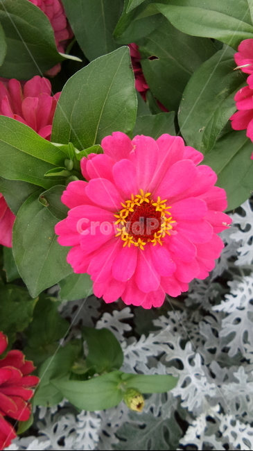 꽃,식물,자연,자연물,감성,flower,nature