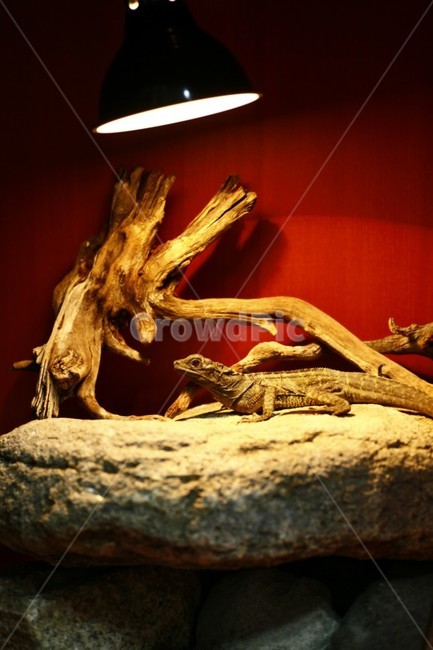 도마뱀,세일핀,리자드,lizard,sailpine,사육,귀여움,qute,수조,비바리움,테라리움,멋진,great,자연,nature