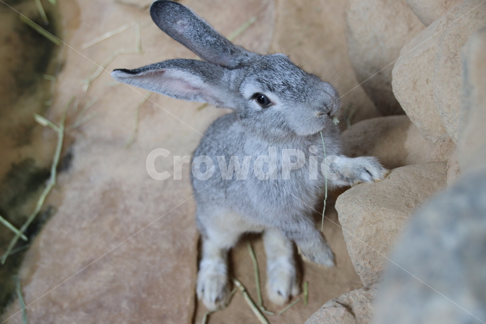 토끼,귀여움,동물,순함,자연,동물,animal,포유류,mammal