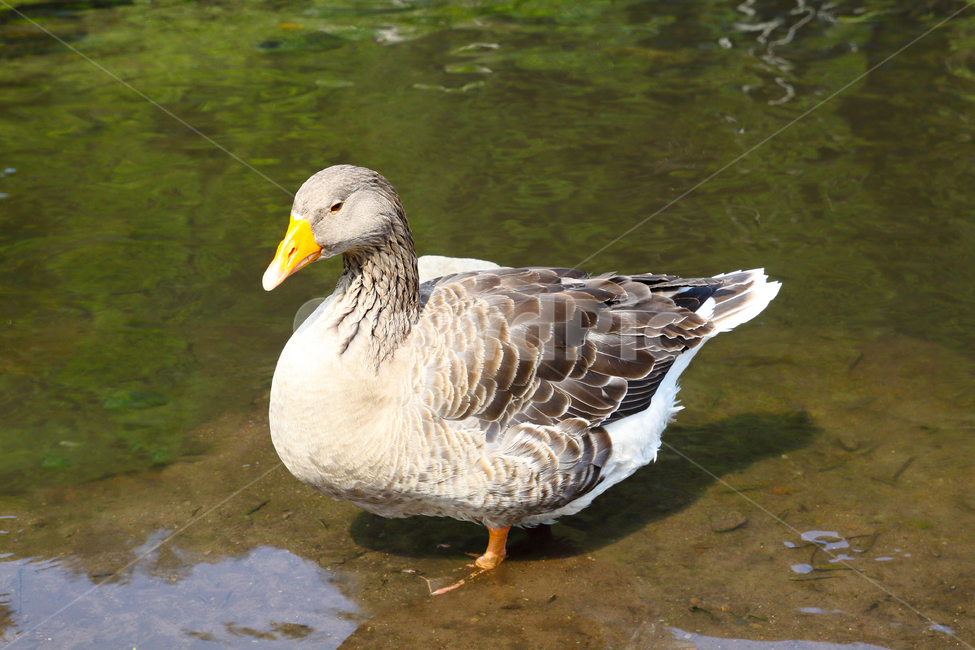오리,거위,호수,오리발,동물,동물,animal,조류,새,birds
