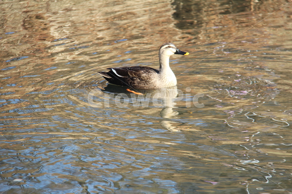 animal,동물,bird,새,waterfowl,물새,duck,오리,동물,animal,조류,새,birds