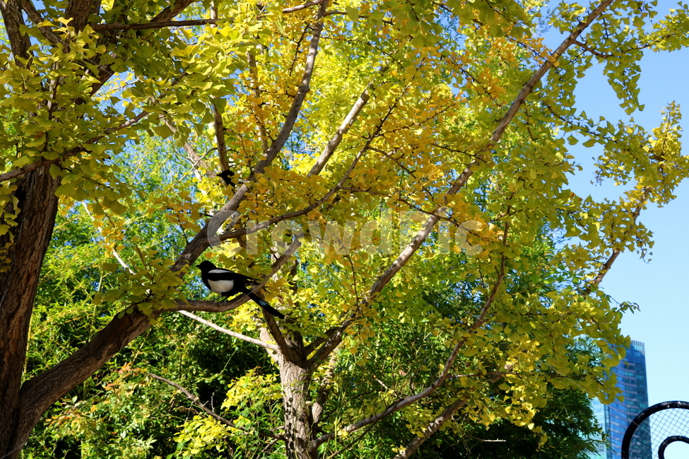 나무,은행나무,단풍,식물,자연,풍경,까치,새,조류,동물,가을,계절,fall,autumn,season,식물,자연,plants,nature,나무,trees,wood,동물,animal,조류,새,birds