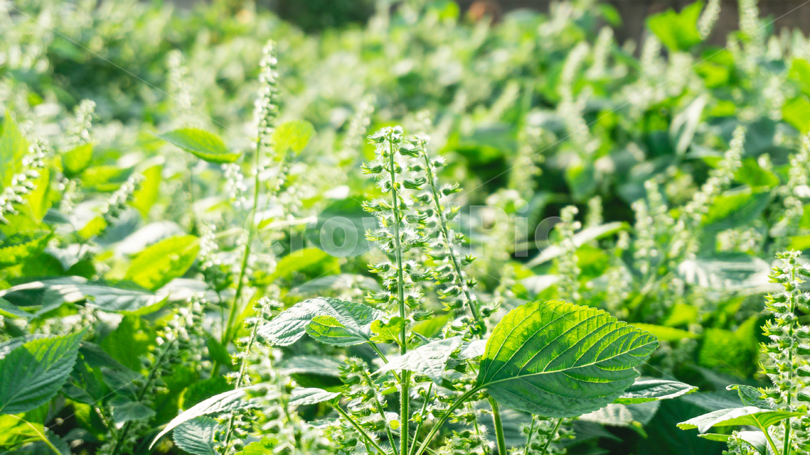 깨,식물,깻잎,밭,자연,식물,자연,plants,nature