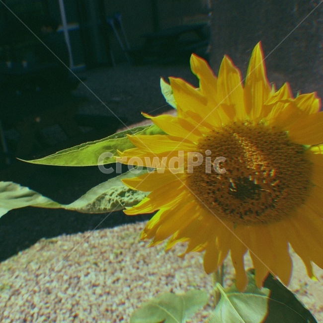 해바라기,꽃,감성,노랑,여름,식물,자연,plants,nature,꽃,flower