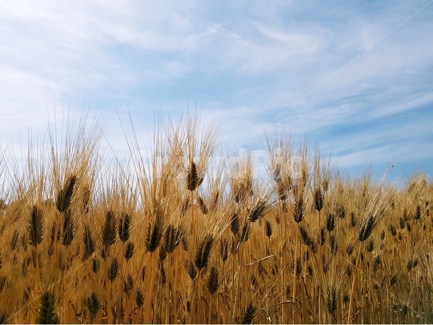 보리,보리밭,노랑,늦봄,파랑하늘,풍경,식물,자연,plants,nature,곡류,곡식,cereals,산업,industry,industrial,농업,농사,agriculture,farming,farming industry