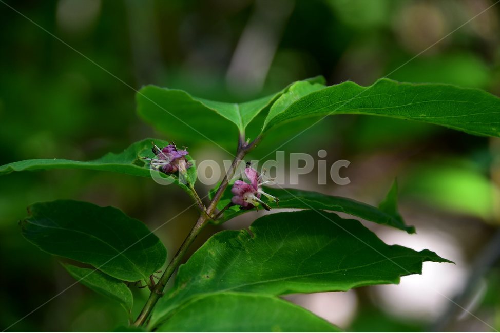 홍괴불나무,야생화,꽃,식물,자연,생태,플라워,flower,plants,nature,식물,자연,plants,nature,꽃,flower