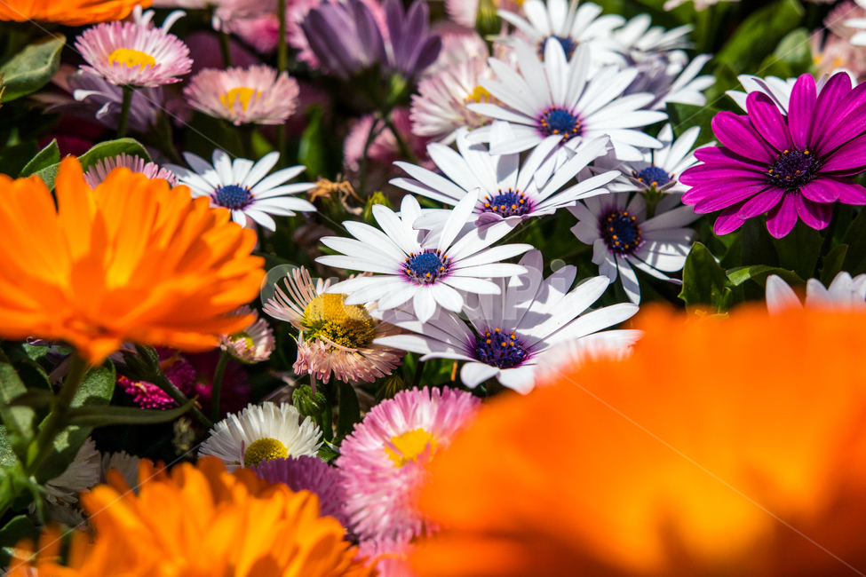 봄,꽃,디모르포세카,데이지,샤스타데이지,dimorphotheca,daisy,shastadaisy,식물,자연,plants,nature,꽃,flower