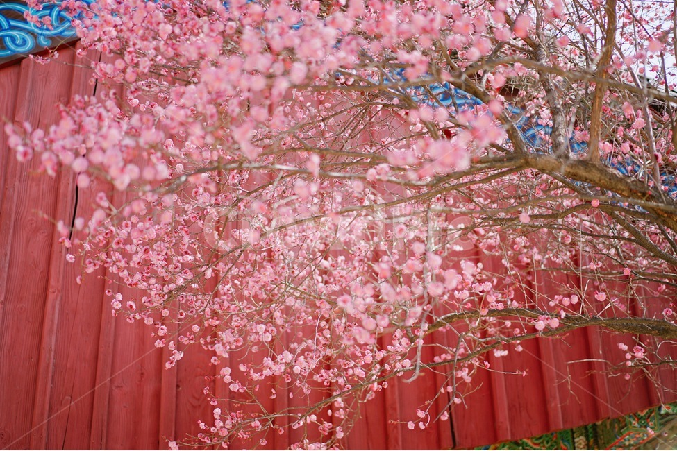 꽃,홍매화,한옥,나무,처마,봄,계절,spring,season,한국전통,한국문화,korean,식물,자연,nature,flower,봄,계절,spring,season,식물,자연,plants,nature,꽃,flower,plant,blossom