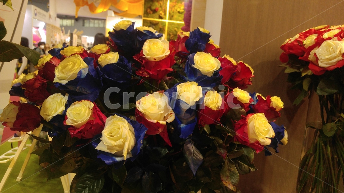 장미,rose,배색,blue,red,white