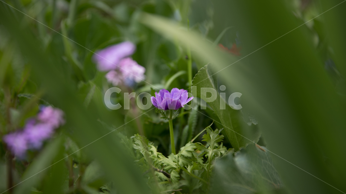 식물,꽃,plant,flower,blossom,식물,자연,plants,nature,꽃,flower