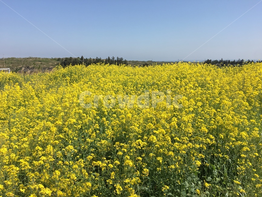 제주도,들판,꽃,자연,힐링