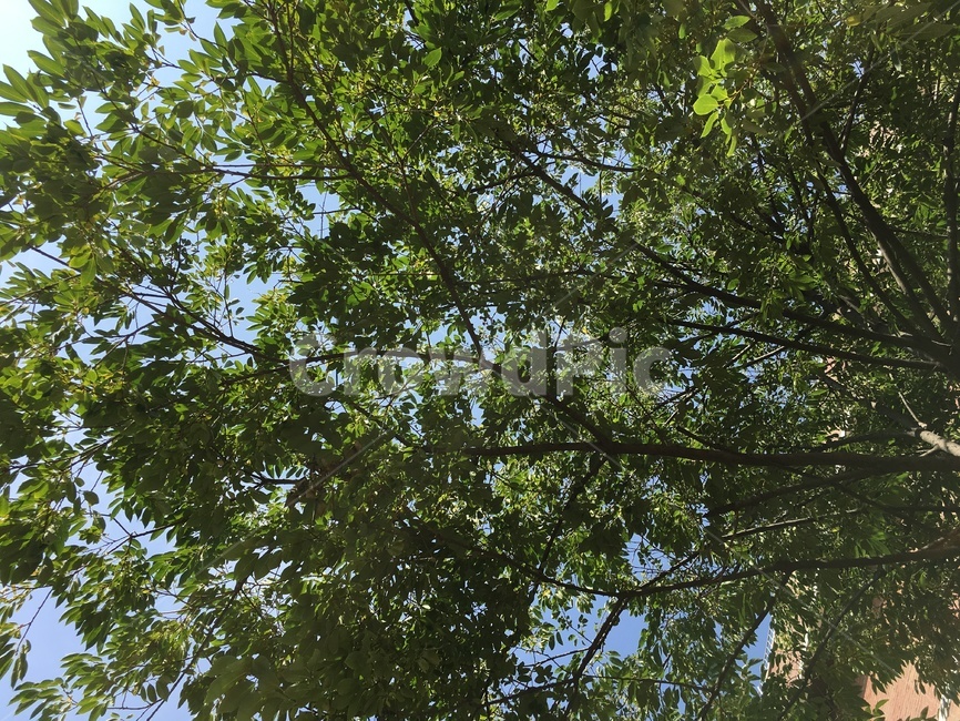 하늘,나무,나뭇잎,leaf,tree,자연,바람,풍경,nature,녹색,여름,식물,plant,나무줄기
