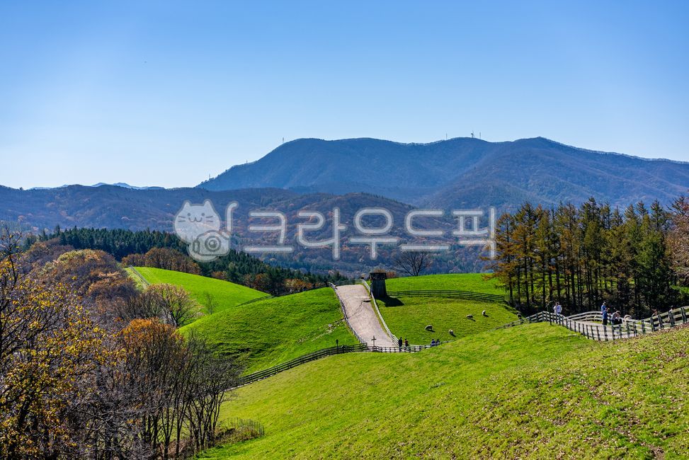 대관령,대관령양떼목장,양떼목장,풀밭,목초지,목장,초원,자연,배경,풍경,한국자연풍경,언덕,산책,길