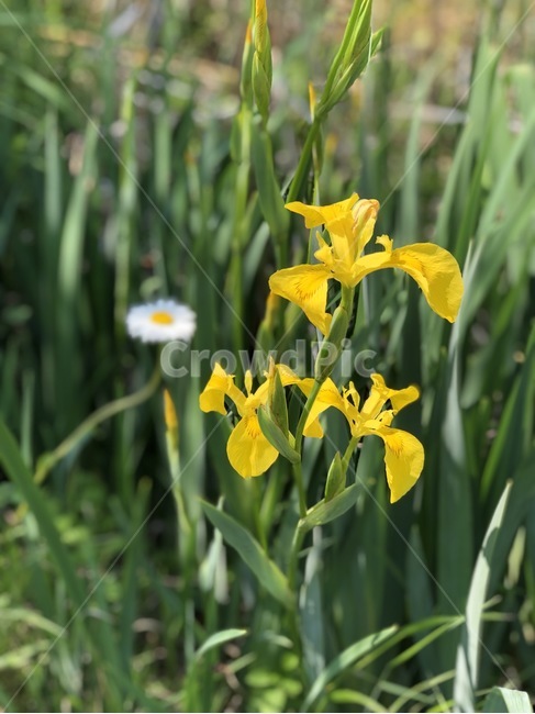 노랑색,꽃,풀꽃,붓꽃,노란꽃,자연,leaf,flower,plant,blossom,iris