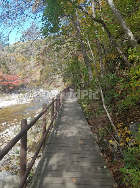 자연,가을,fall,나무,산책로,다리,bridge,자연,풍경,nature,landscape,building,건물,boardwalk