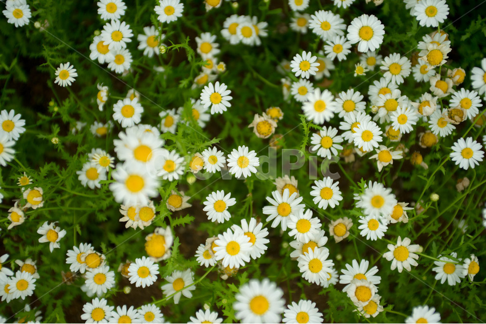 식물원,봄,봄꽃,꽃밭,공원,식물,자연,plants,nature,꽃,flower