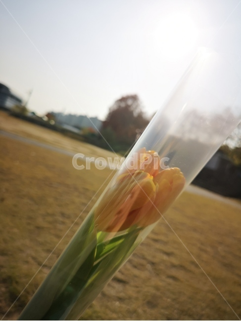 튤립,망고튤립,노란튤립,노란꽅,꽃한송이,한송이,꽃