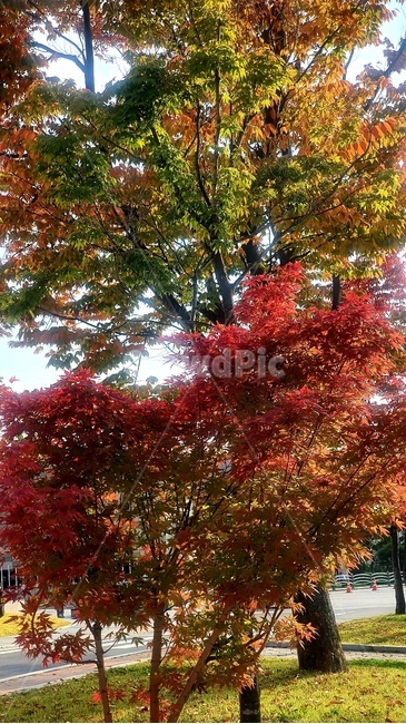 단풍,나무,식물,잎,단풍나무,가을,계절,fall,autumn,season,plant,leaf,tree,maple