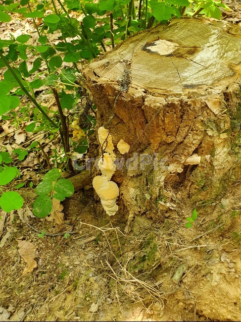 버섯,나무,숲,자연,산,버섯,mushroom