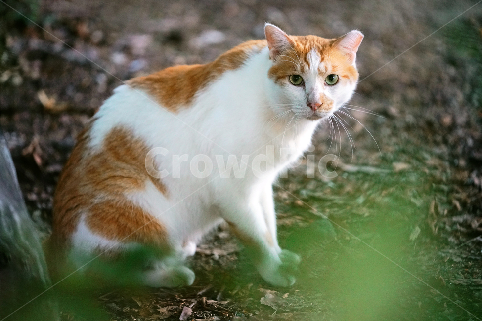 고양이,길냥이,치즈냥,겁쟁이,소심함,관찰,경계,긴장감,길고양이,야옹이,냐옹이,유기묘,반려묘,애완동물,반려동물,야생동물,떠돌이,캣,펫,동물,animal,포유류,mammal,고양이,cat,kitten,kitty
