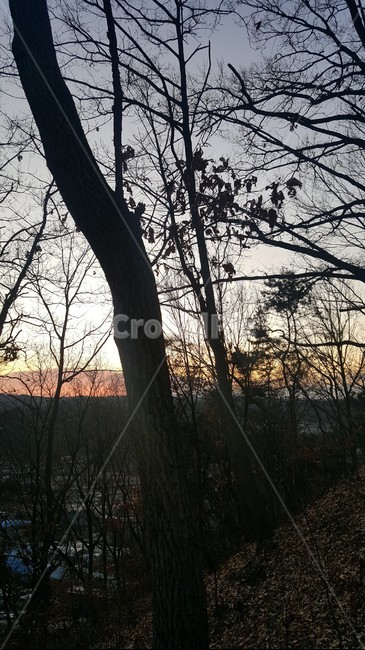 일출,해돋이,산,나무,새벽,역광