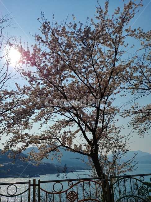 봄,벚꽃,햇님,하늘,배경