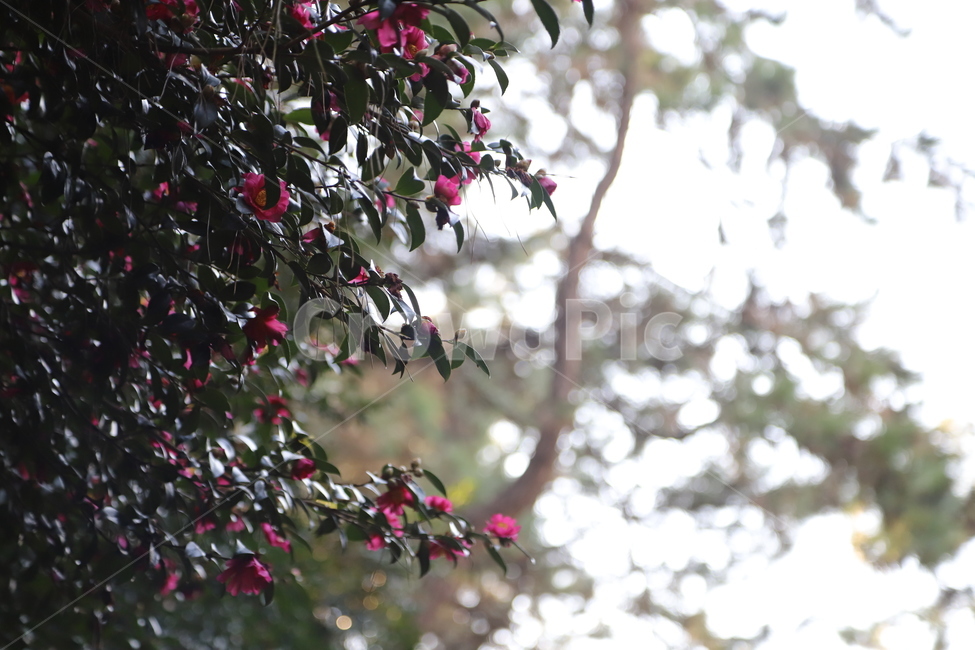 겨울,꽃,빨간꽃,레드,나무,식물,자연,plants,nature,꽃,flower