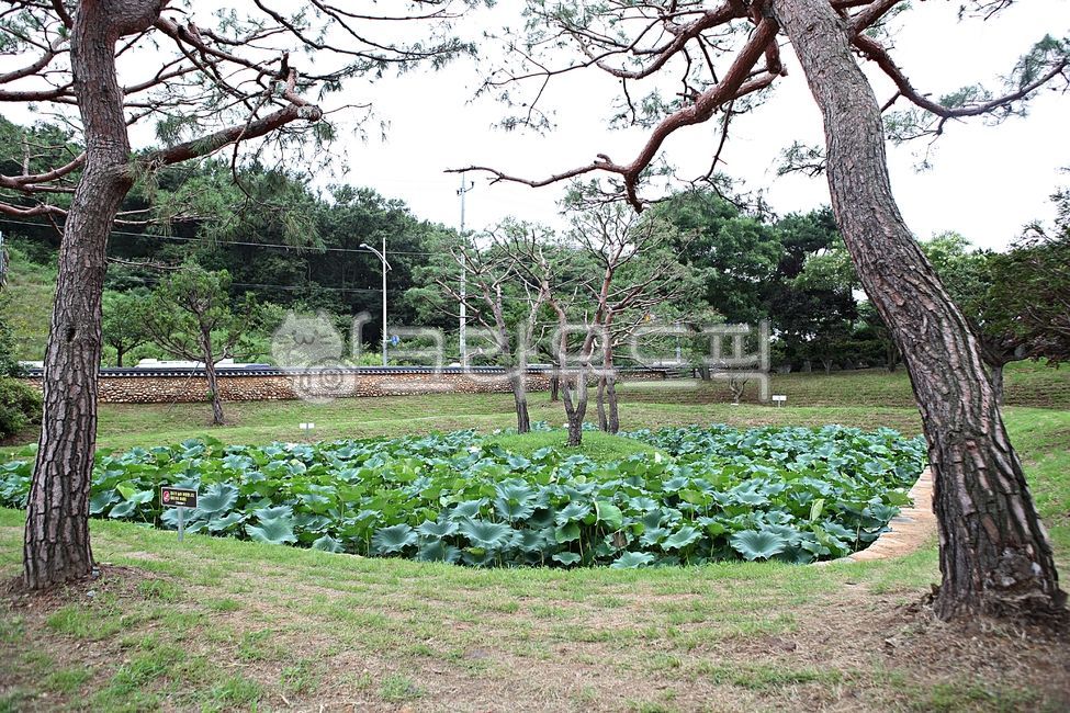 연꽃,꽃,꽃잎,연잎,관곡지,잎,식물,자연,공원,수생식물