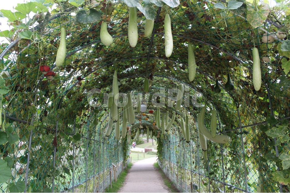 올림픽공원,공원,산책,가을,마실,식물,자연,plants,nature,채소,야채,vegetables