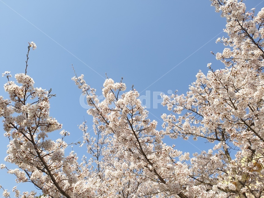 봄,벚꽃,벚꽃나무,spring,cherryblossom,봄,계절,spring,season,plant,식물,flower,꽃,blossom,cherry blossom
