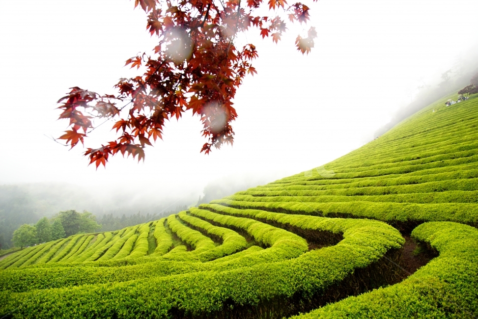보성,녹차밭,이슬비,풍경,봄,자연,풍경,nature,landscape,한국자연풍경,한국자연경관,korea nature landscape