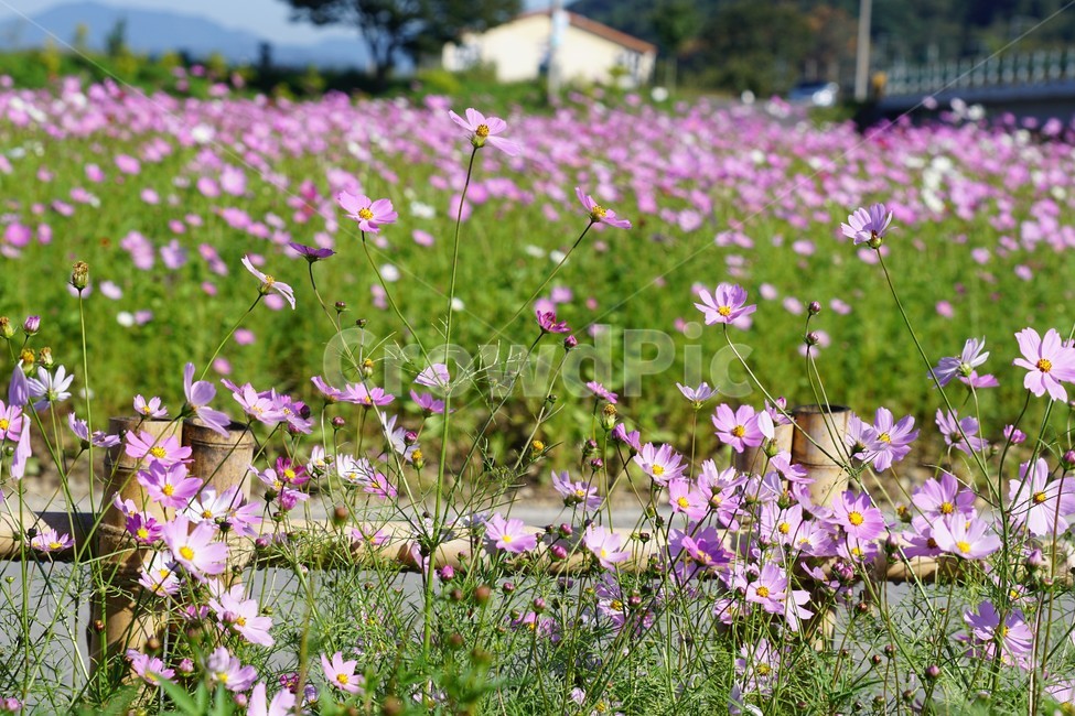 코스모스,가을,꽃,자연,식물,cosmos,nature,fiower,green,pink,가을,계절,fall,autumn,season,식물,자연,plants,nature,꽃,flower,field,들,grassland,목초지,outdoors,옥외,farm,농장,rural,농촌